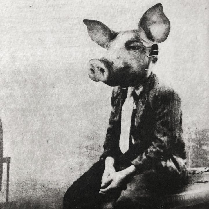 Pig Suite No.4: The Pondering – Image 2