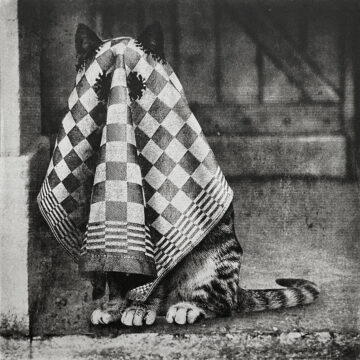 Ghost Cat